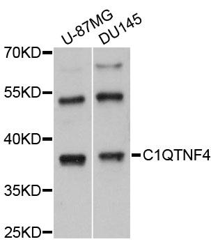 C1QTNF4 / CTRP4 Antibody - Western blot analysis of extracts of various cell lines.
