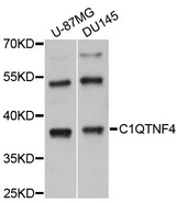 C1QTNF4 / CTRP4 Antibody - Western blot analysis of extracts of various cell lines.
