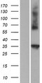 C1QTNF4 / CTRP4 Protein - Western validation with an anti-DDK antibody * L: Control HEK293 lysate R: Over-expression lysate