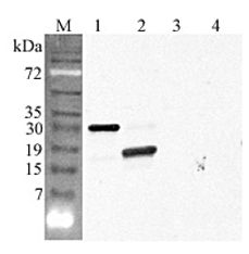 C1QTNF5 / CTRP5 Antibody - Western blot analysis using anti-CTRP5 (GD) (human), pAb at 1:4000 dilution. 1: Human CTRP5 (His-tagged). 2: Human CTRP5 (GD) (His-tagged). 3: Mouse FTO (His-tagged) (negative control). 4: Human CTRP6 (His-tagged).