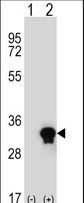 C1QTNF6 / CTRP6 Antibody - Western blot of C1QTNF6 (arrow) using rabbit polyclonal C1QTNF6 Antibody. 293 cell lysates (2 ug/lane) either nontransfected (Lane 1) or transiently transfected (Lane 2) with the C1QTNF6 gene.