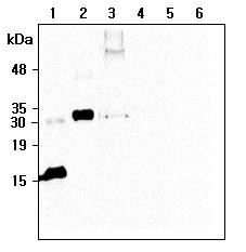 C1QTNF6 / CTRP6 Antibody - Western blot analysis of recombinant human CTRP6 using anti-CTRP6 (human), mAb (256-E) at 1:500 dilution:. 1. Recombinant human CTRP6 (globular domain-less) protein (His-tagged). 2. Recombinant human CTRP6 (full-length) Protein (FLAG). 3. hCTRP6-FLAG (full-length) transfected HEK293 cell lysates. 4. Empty vector transfected HEK293 cell lysates. 5. Recombinant human CTRP6 (globular domain) protein (His-tagged). 6. An unrelated protein (His-tagged).