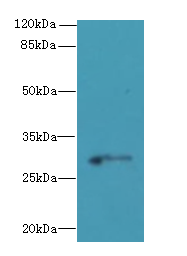 C1QTNF6 / CTRP6 Antibody - Western blot. All lanes: C1QTNF6 antibody at 8 ug/ml+Mos- brain tissue Goat polyclonal to rabbit at 1:10000 dilution. Predicted band size: 29 kDa. Observed band size: 29 kDa.