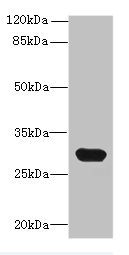 C1QTNF6 / CTRP6 Antibody - Western blot All lanes: C1QTNF6 antibody at 8µg/ml + Mouse brain tissue Secondary Goat polyclonal to rabbit IgG at 1/10000 dilution Predicted band size: 29, 31, 18 kDa Observed band size: 29 kDa