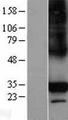 C1QTNF6 / CTRP6 Protein - Western validation with an anti-DDK antibody * L: Control HEK293 lysate R: Over-expression lysate