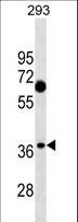 C1QTNF7 / CTRP7 Antibody - C1QTNF7 Antibody western blot of 293 cell line lysates (35 ug/lane). The C1QTNF7 antibody detected the C1QTNF7 protein (arrow).