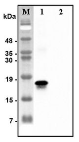 C1QTNF7 / CTRP7 Antibody - Western blot analysis of recombinant human CTRPs using anti-CTRP7 (human), pAb at 1:4,000 dilution.1: Recombinant human CTRP7 protein (His-tagged).2: Unrelated recombinant protein (His-tagged).