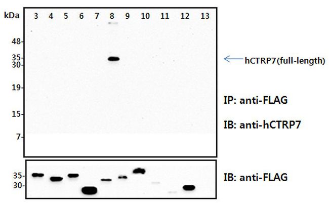 C1QTNF7 / CTRP7 Antibody - Immunoprecipitation (IP) analysis of the cell lysates from HEK293 cells transfected with empty vector or a panel of the FLAG-tagged CTRP family (full-length) followed by immunoblot analysis using anti-CTRP7 (human), pAb at 1:4,000 dilution. The immunoblot (IB) analysis demonstrates the specificity of the anti-CTRP7 (human), pAb antibody. 3: hCTRP1-FLAG (full-length) transfected HEK293 cell lysates. 4: hCTRP2-FLAG (full-length) transfected HEK293 cell lysates. 5: hCTRP3-FLAG (full-length) transfected HEK293 cell lysates. 6: hCTRP5-FLAG (full-length) transfected HEK293 cell lysates. 7: hCTRP6-FLAG (full-length) transfected HEK293 cell lysates. 8: hCTRP7-FLAG (full-length) transfected HEK293 cell lysates.. 9: hCTRP9-FLAG (full-length) transfected HEK293 cell lysates. 10: hCTRP10-FLAG (full-length) transfected HEK293 cell lysates. 11: hCTRP11-FLAG (full-length) transfected HEK293 cell lysates. 12: hCTRP13-FLAG (full-length) transfected HEK293 cell lysates. 13: Empty vector transfected HEK293 cell lysates.