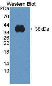 C1QTNF9 Antibody - Western blot of C1QTNF9 antibody.