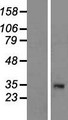 C1QTNF9 Protein - Western validation with an anti-DDK antibody * L: Control HEK293 lysate R: Over-expression lysate