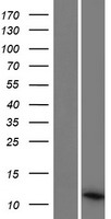 C1QTNF9B Protein - Western validation with an anti-DDK antibody * L: Control HEK293 lysate R: Over-expression lysate
