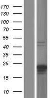 C20orf144 Protein - Western validation with an anti-DDK antibody * L: Control HEK293 lysate R: Over-expression lysate