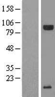 C20orf200 Protein - Western validation with an anti-DDK antibody * L: Control HEK293 lysate R: Over-expression lysate