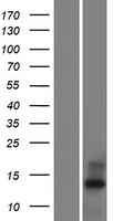 C20orf202 Protein - Western validation with an anti-DDK antibody * L: Control HEK293 lysate R: Over-expression lysate