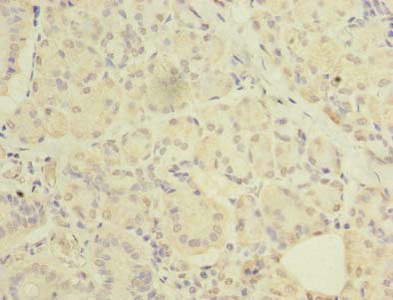 C20orf27 Antibody - Immunohistochemistry of paraffin-embedded human pancreatic tissue using C20orf27 Antibody at dilution of 1: 100