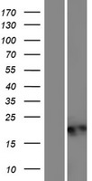 C20orf27 Protein - Western validation with an anti-DDK antibody * L: Control HEK293 lysate R: Over-expression lysate