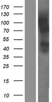 C20orf54 Protein - Western validation with an anti-DDK antibody * L: Control HEK293 lysate R: Over-expression lysate