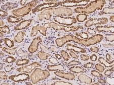 C20orf96 Antibody - Immunochemical staining of human C20orf96 in human kidney with rabbit polyclonal antibody at 1:100 dilution, formalin-fixed paraffin embedded sections.