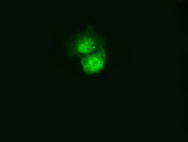 C21orf59 Antibody - Anti-C21orf59 mouse monoclonal antibody  immunofluorescent staining of COS7 cells transiently transfected by pCMV6-ENTRY C21orf59.