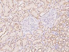 C21orf62 Antibody - Immunochemical staining of human C21orf62 in human kidney with rabbit polyclonal antibody at 1:500 dilution, formalin-fixed paraffin embedded sections.