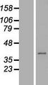 C21orf91 Protein - Western validation with an anti-DDK antibody * L: Control HEK293 lysate R: Over-expression lysate
