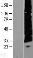 C22orf23 Protein - Western validation with an anti-DDK antibody * L: Control HEK293 lysate R: Over-expression lysate