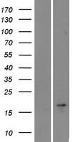 C22orf24 Protein - Western validation with an anti-DDK antibody * L: Control HEK293 lysate R: Over-expression lysate