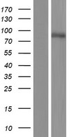 C2CD2 Protein - Western validation with an anti-DDK antibody * L: Control HEK293 lysate R: Over-expression lysate