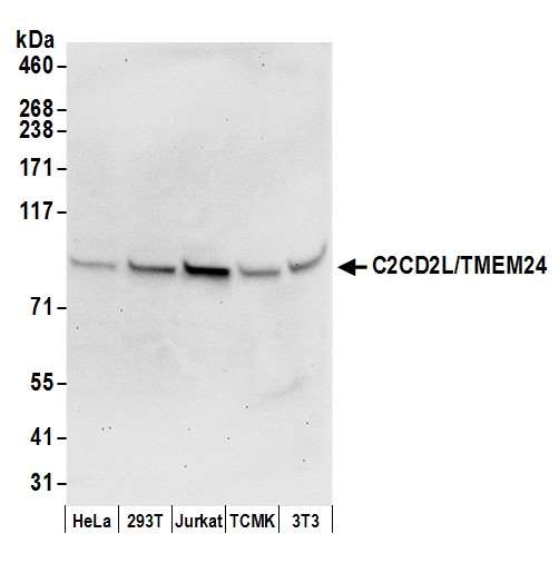 C2CD2L / TMEM24 Antibody - Detection of human and mouse C2CD2L/TMEM24 by western blot. Samples: Whole cell lysate (50 µg) from HeLa, HEK293T, Jurkat, mouse TCMK-1, and mouse NIH 3T3 cells prepared using NETN lysis buffer. Antibody: Affinity purified rabbit anti-C2CD2L/TMEM24 antibody used for WB at 0.1 µg/ml. Detection: Chemiluminescence with an exposure time of 30 seconds.