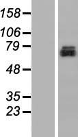 C2CD2L / TMEM24 Protein - Western validation with an anti-DDK antibody * L: Control HEK293 lysate R: Over-expression lysate