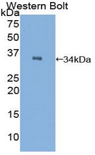 C2CD3 Antibody - Western blot of recombinant C2CD3.  This image was taken for the unconjugated form of this product. Other forms have not been tested.