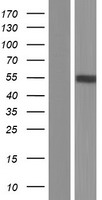 C2GNT3 / GCNT4 Protein - Western validation with an anti-DDK antibody * L: Control HEK293 lysate R: Over-expression lysate