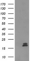 C2orf40 / ECRG4 Antibody - HEK293T cells were transfected with the pCMV6-ENTRY control (Left lane) or pCMV6-ENTRY C2orf40 (Right lane) cDNA for 48 hrs and lysed. Equivalent amounts of cell lysates (5 ug per lane) were separated by SDS-PAGE and immunoblotted with anti-C2orf40.
