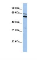 C2orf42 Antibody - HepG2 cell lysate. Antibody concentration: 1.0 ug/ml. Gel concentration: 12%.  This image was taken for the unconjugated form of this product. Other forms have not been tested.
