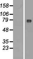C2orf44 Protein - Western validation with an anti-DDK antibody * L: Control HEK293 lysate R: Over-expression lysate
