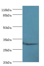 C2orf47 Antibody - Western blot. All lanes: C2orf47 antibody at 2 ug/ml+mouse kidney tissue. Secondary antibody: Goat polyclonal to rabbit at 1:10000 dilution. Predicted band size: 33 kDa. Observed band size: 33 kDa.  This image was taken for the unconjugated form of this product. Other forms have not been tested.