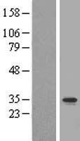 C2orf47 Protein - Western validation with an anti-DDK antibody * L: Control HEK293 lysate R: Over-expression lysate