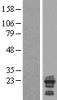 C2orf50 Protein - Western validation with an anti-DDK antibody * L: Control HEK293 lysate R: Over-expression lysate