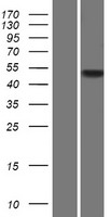 C2orf54 Protein - Western validation with an anti-DDK antibody * L: Control HEK293 lysate R: Over-expression lysate