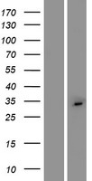C2orf73 Protein - Western validation with an anti-DDK antibody * L: Control HEK293 lysate R: Over-expression lysate