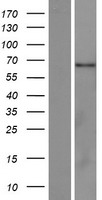 C2orf81 Protein - Western validation with an anti-DDK antibody * L: Control HEK293 lysate R: Over-expression lysate