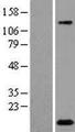 C2orf88 Protein - Western validation with an anti-DDK antibody * L: Control HEK293 lysate R: Over-expression lysate