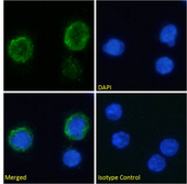 C3AR / C3a Receptor Antibody - IF staining of human peripheral blood monocytes.