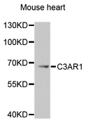 C3AR / C3a Receptor Antibody - Western blot analysis of extracts of Mouse heart cells.