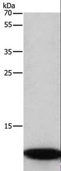 C3orf10 Antibody - Western blot analysis of A172 cell, using BRK1 Polyclonal Antibody at dilution of 1:350.
