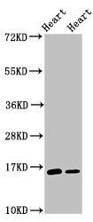 C3orf14 Antibody - Western Blot Positive WB detected in: Rat heart tissue, Mouse heart tissue All lanes: C3orf14 antibody at 2.7µg/ml Secondary Goat polyclonal to rabbit IgG at 1/50000 dilution Predicted band size: 16 kDa Observed band size: 16 kDa