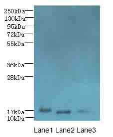 C3orf18 Antibody - Western blot. All lanes: C3orf18 antibody at 1.7 ug/ml. Lane 1: Mouse kidney tissue. Lane 2: Mouse spleen tissue. Lane 3: Mouse lung tissue. Secondary Goat polyclonal to Rabbit IgG at 1:10000 dilution. Predicted band size: 17 kDa. Observed band size: 17 kDa.