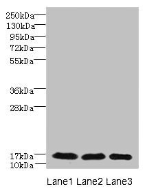 C3orf18 Antibody - Western blot All lanes: C3orf18 antibody at 1.7µg/ml Lane 1: Mouse kidney tissue Lane 2: Mouse spleen tissue Lane 3: Mouse lung tissue Secondary Goat polyclonal to rabbit IgG at 1/10000 dilution Predicted band size: 18, 16 kDa Observed band size: 18 kDa