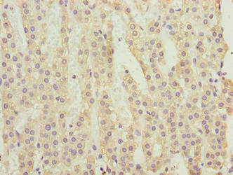 C3orf18 Antibody - Immunohistochemistry of paraffin-embedded human adrenal gland tissue using C3orf18 Antibody at dilution of 1:100