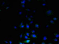 C3orf20 Antibody - Immunofluorescent analysis of U251 cells using C3orf20 Antibody at dilution of 1:100 and Alexa Fluor 488-congugated AffiniPure Goat Anti-Rabbit IgG(H+L)